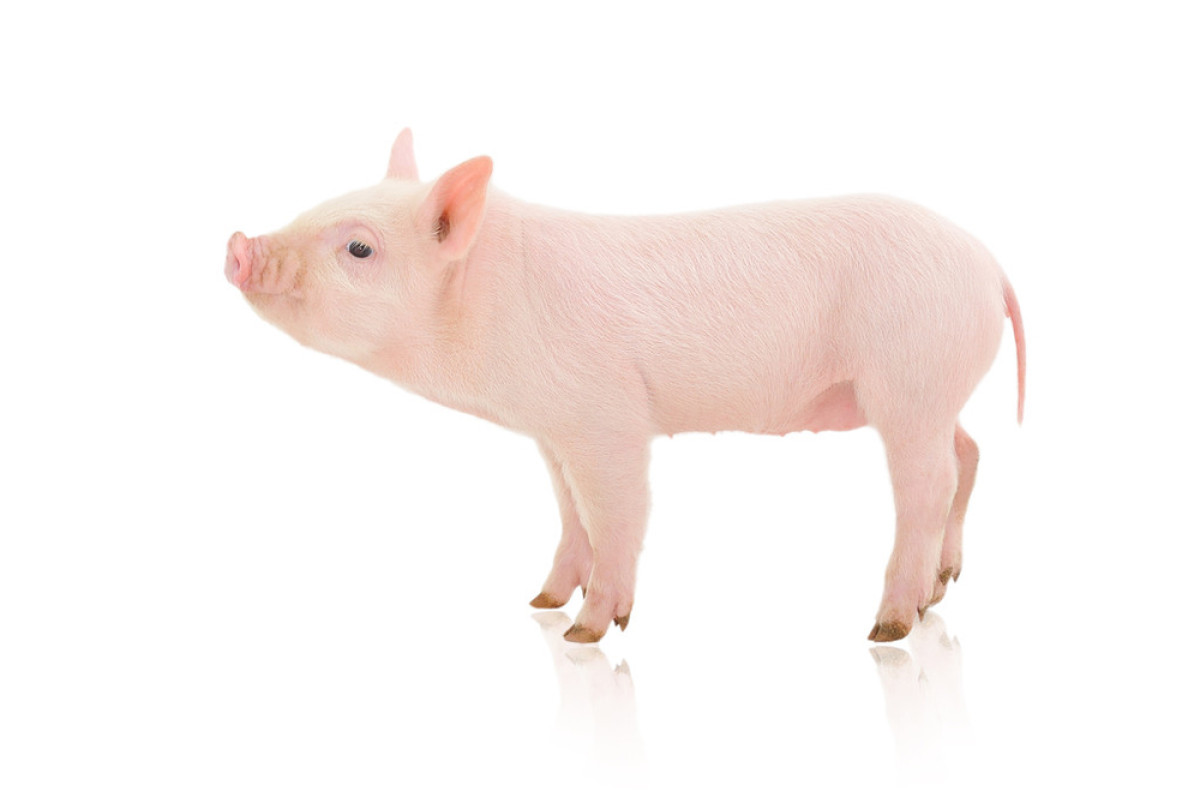 限用抗生素，怎么养好猪？