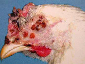 病毒类家禽疾病——如何防治鸡痘