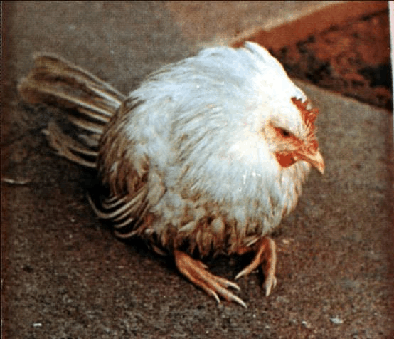 家禽疾病防治——禽流感