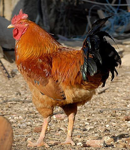 病毒类家禽疾病——鸡包涵体肝炎的防治