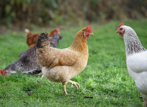 细菌类家禽疾病——鸡大肠杆菌病