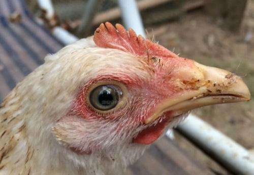 细菌类家禽疾病——鸡慢性呼吸道病