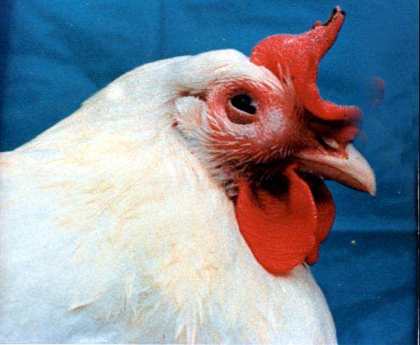 细菌类家禽疾病——鸡传染性鼻炎的症状与防治