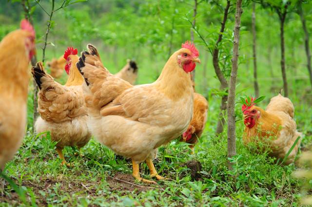 细菌类家禽疾病——鸡坏死性肠炎的症状与防治