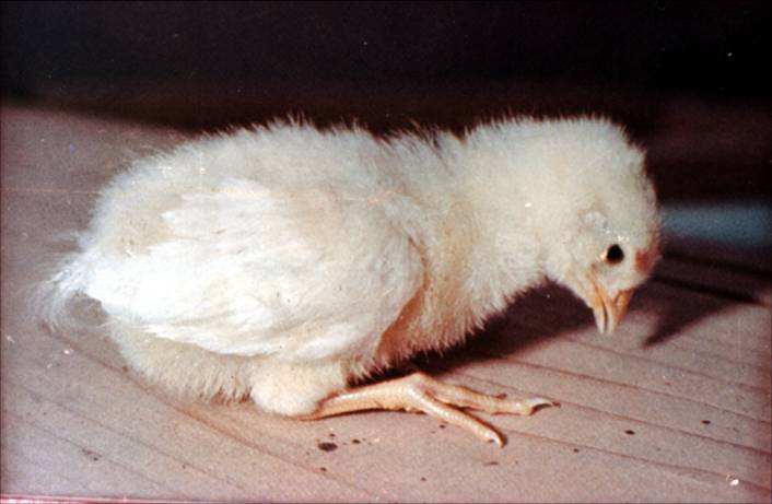 细菌类家禽疾病——鸡绿脓杆菌病的症状与防治