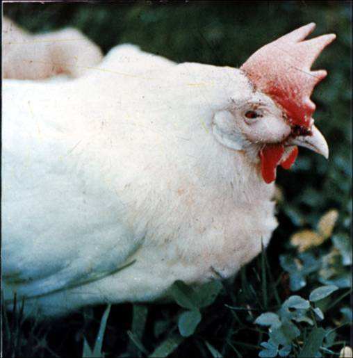 病毒类家禽疾病——鸡滑液霉形体病
