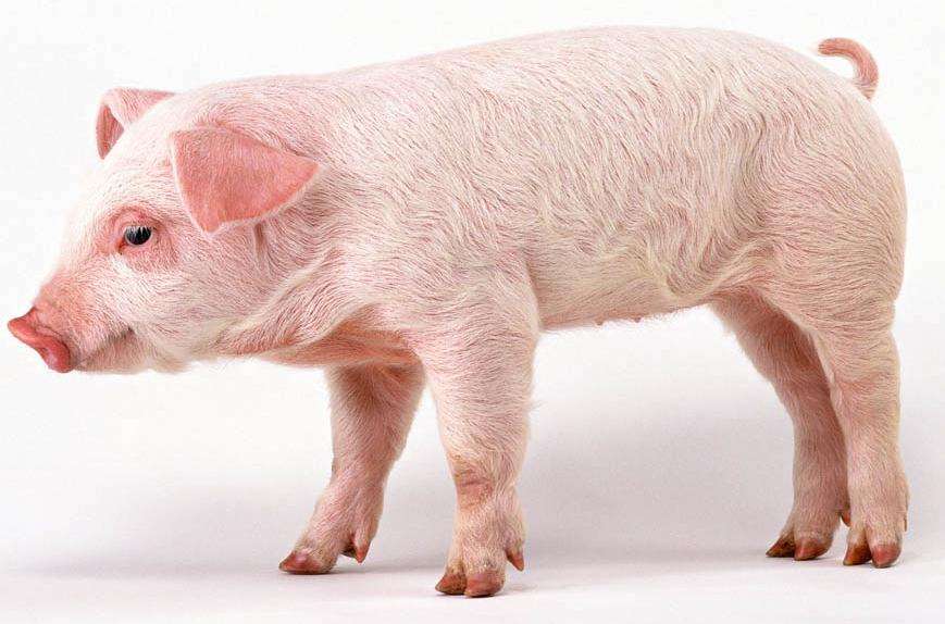 是灾难还是机遇？非洲猪瘟给养猪行业带来了哪些变革？