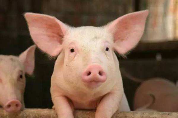 新理想兽药在常见猪病上的运用（二）