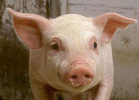 新理想兽药在常见猪病上的运用（三）