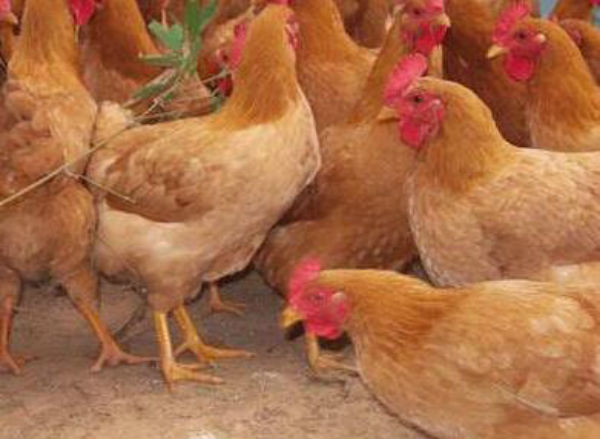 鸡患鸡胀嗉病不要慌，做好以下几点有效预防！