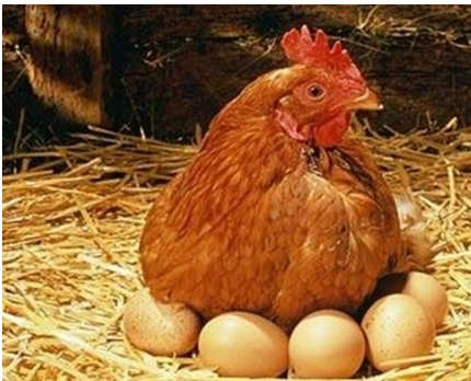 四招教你蛋鸡增蛋！